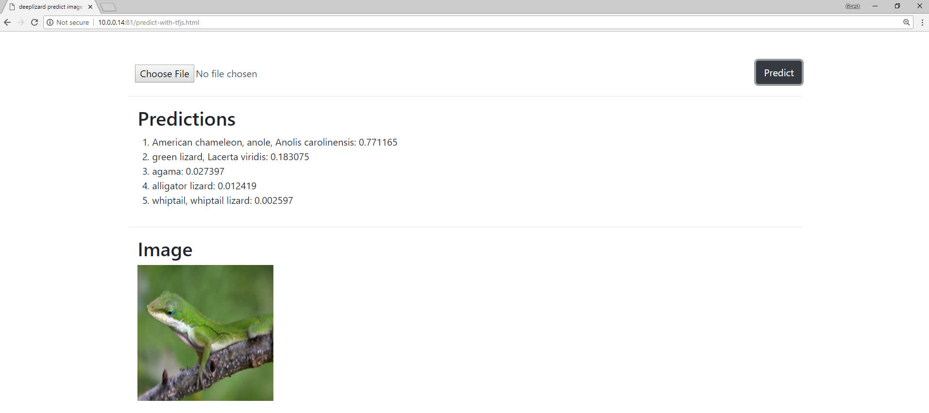 tfjs-mobilenet-predict-app-lizard.jpg